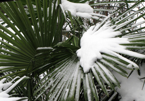 Snow on palm fronds.