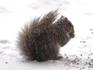 squirrel shivering in snow