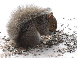 squirrel eating seeds