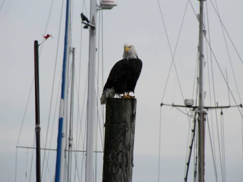 Bald eagle waiting for sushi, Sooke BC