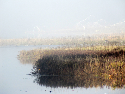 Fog on the Goldstream estuary Victoria BC